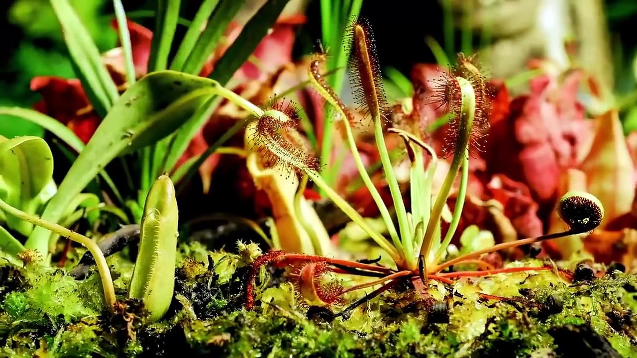 Eerie Time-Lapse of Bug-Eating Plants