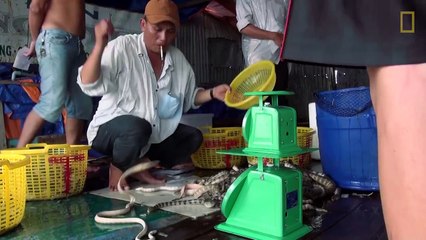 Is Eating Venomous Sea Snakes a Bad Thing-