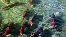 Millions of Salmon Return Home