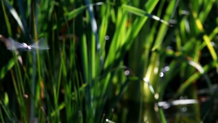 The Secret World of Dragonflies