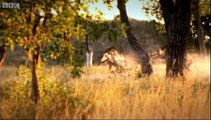 From Dinosaur Age to Today - Attenborough -  Life of Mammals - BBC