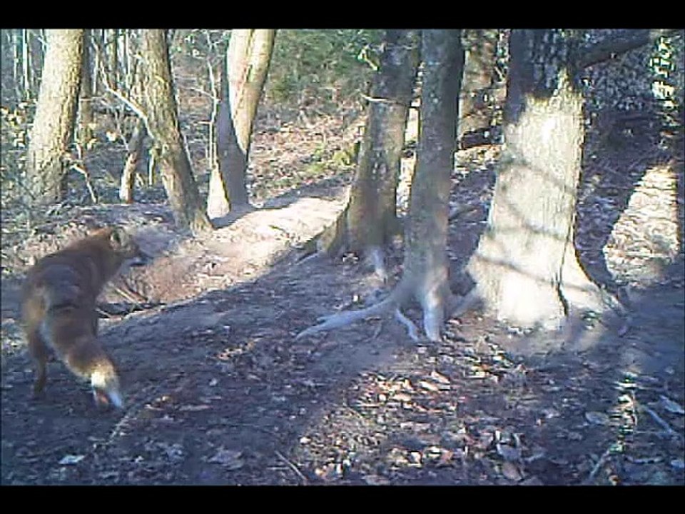 couple de renards
