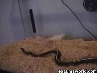 Une souris se la joue Matrix
