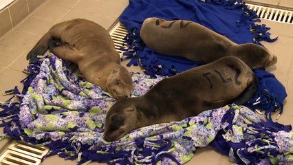 Opération de sauvetage en Californie pour des lions de mer