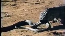 Komodo Dragon vs  Cobra - Awesome Battle !
