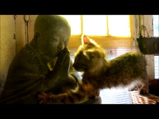 LE PETIT BOUDDHA/ THE LITTLE BUDDHA/ TIỂU PHẬT/ EL BUDITO