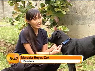 Una organización ayuda a animales y lo invita a adoptar uno