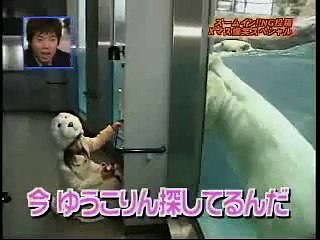 Un ours polaire attaque un phoque