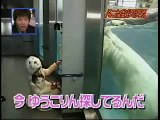 Un ours polaire attaque un phoque