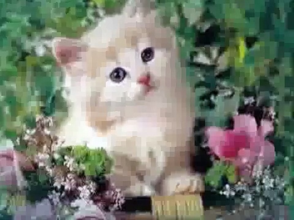 Top 10 Most Beautiful Cat Breeds