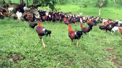Feeding in Chicken Farm Video Clips