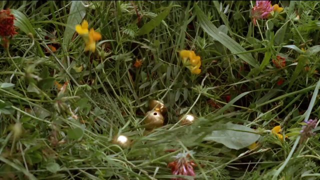 LE PÉCHÉ SUÉDOIS - Bande-annonce