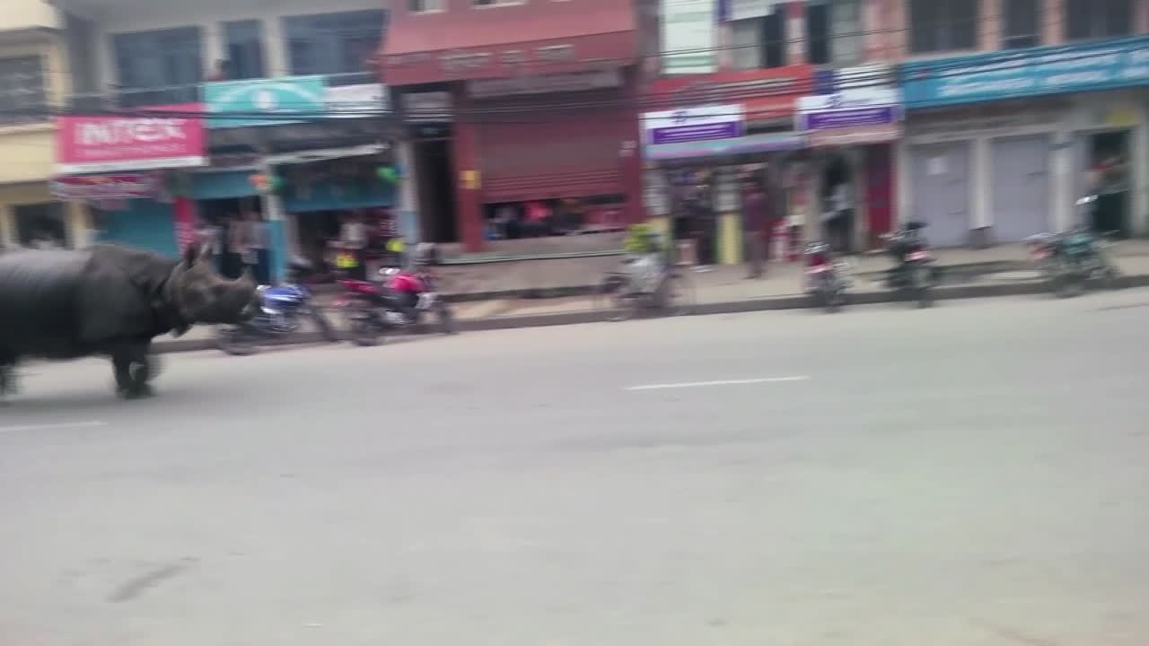 Rinoceronte foge de reserva e mata uma pessoa no Nepal