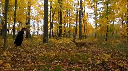 RISE OF THE ANIMALS - Bande-annonce