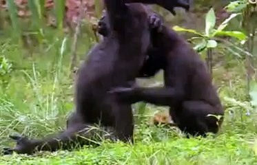 Gabon Zwycienstwo Dzikej Przyrody PL