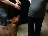 Dog Protects Pregnant Mom’s Belly