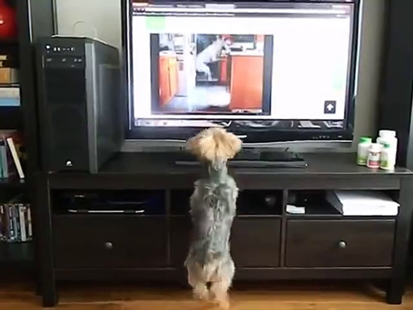 Dog Jumps at Jumping Dog