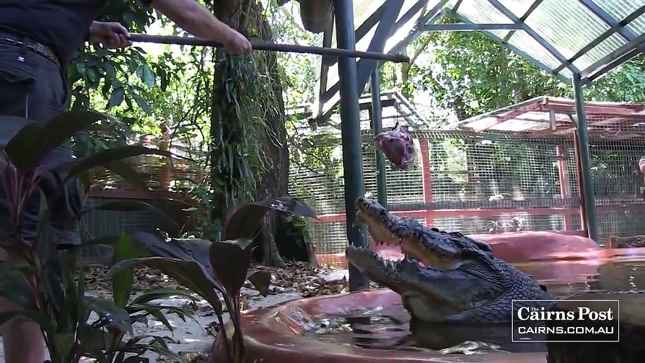 Największy krokodyl w niewoli - rekord Guinessa