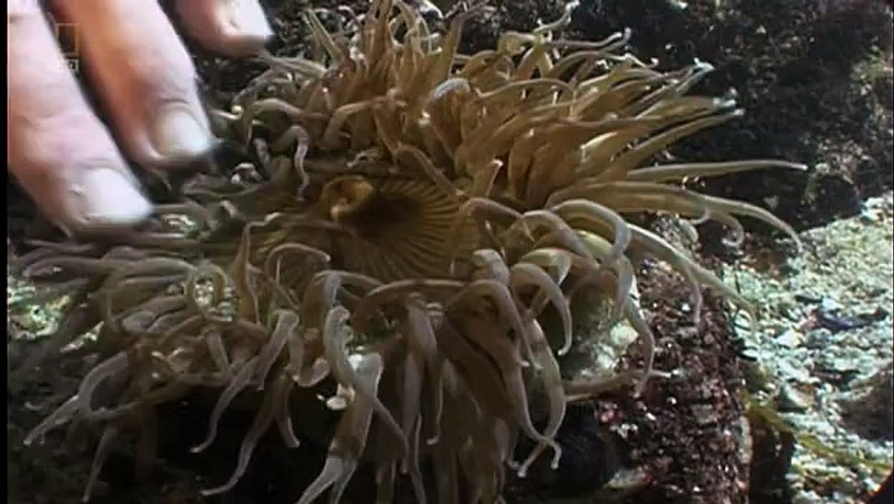 Ksztalt Zycia Pierwsze Kroki Dokument