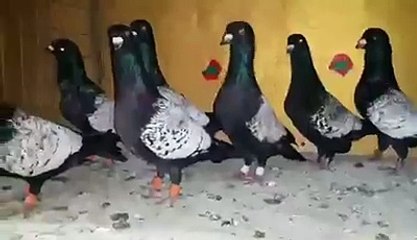 Kara karanfilli ve Şamı güvercinleri