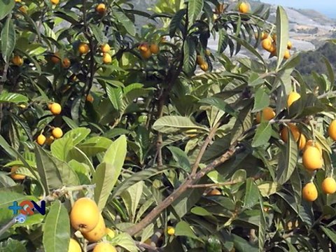 ABC de la Salud: Una naranja le da más beneficios de lo que imagina