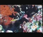 Los últimos Paraísos - Barreras de Coral [Documental Completo]