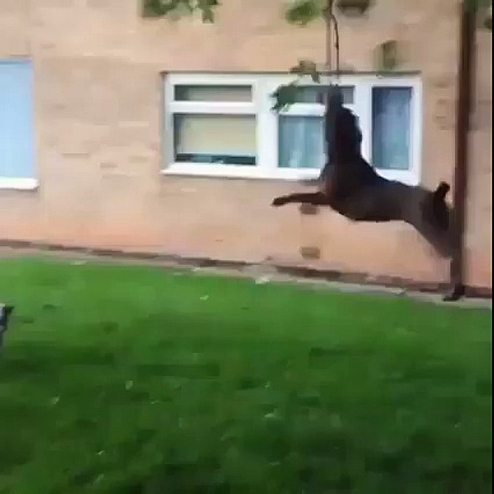 Dog Dance Funniest Video