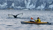 Kayaker Has Close Encounter With Hunting Whales