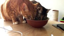 big and small cats sharing a bowl of water