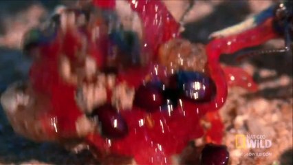 World's Weirdest - Blood-Squirting Lizard