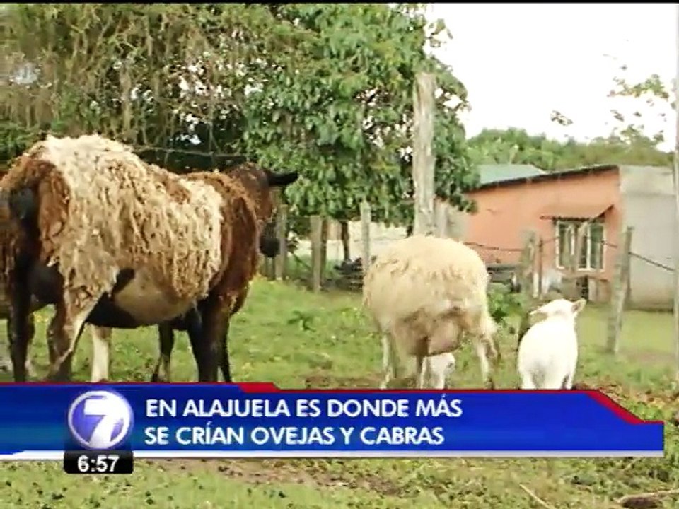 La cría de cabras y ovejas continúa expandiéndo...