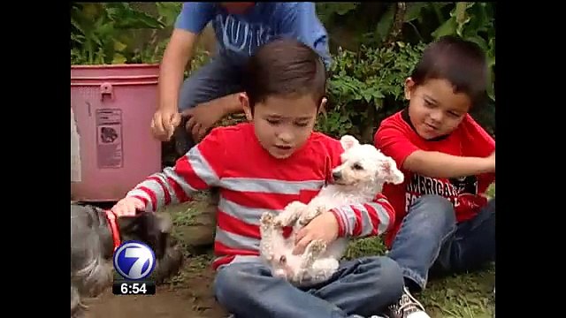 Terapia con perros mejora calidad de vida de enfermos y discapacitados