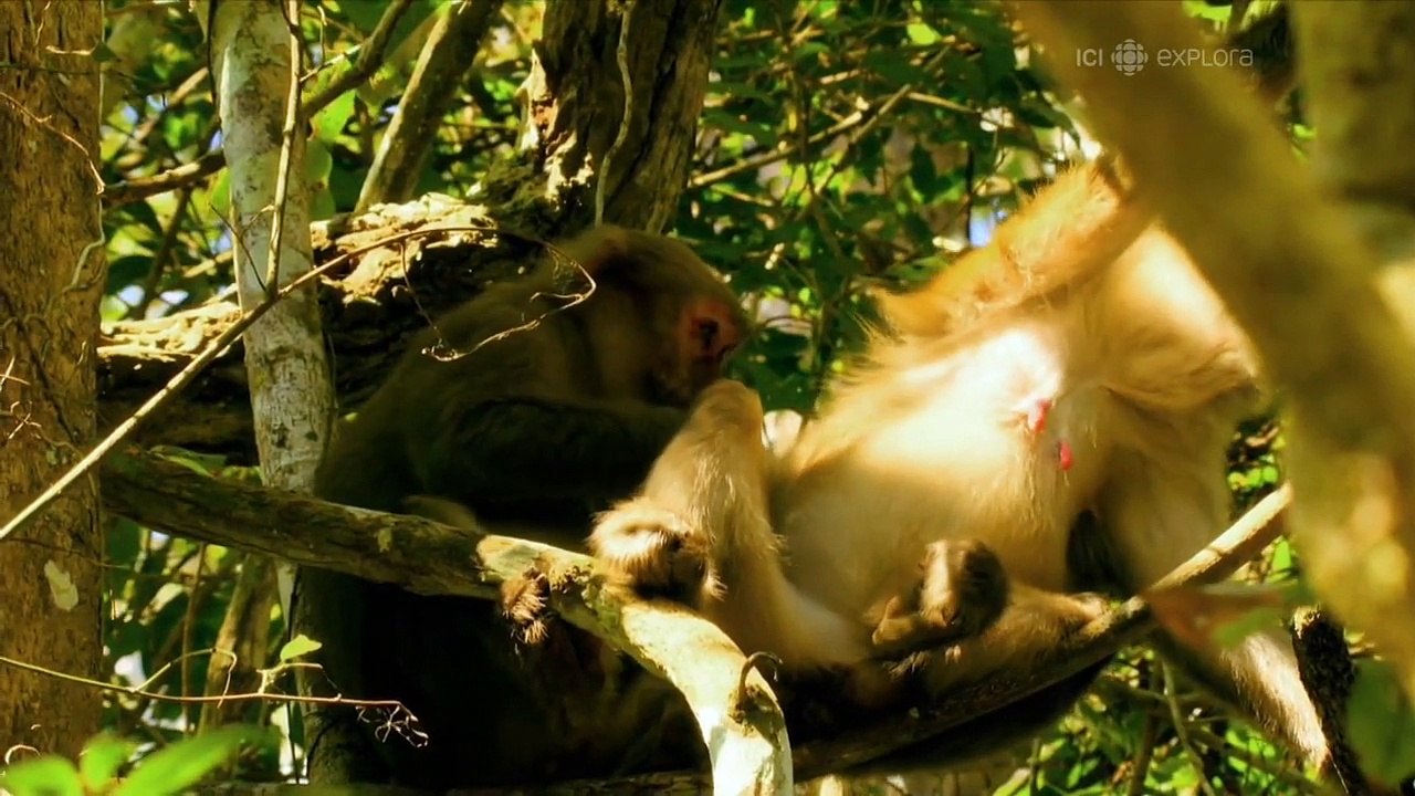 Indochine Sauvage E02 HD