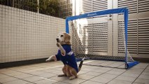 This cute Beagle dog is a fantastic Goalkeeper