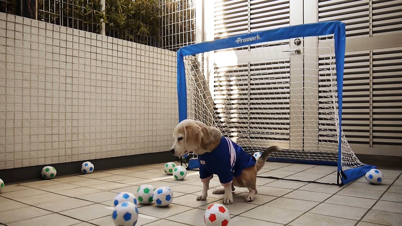 Ce petit chien est un très bon gardien de but!