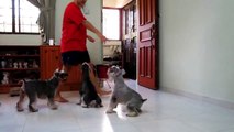 Fun & Amazing SYNCHRONIZED TRIPLE Dog Tricks performed by my three mini schnauzers