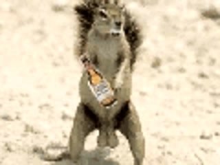 wazaaaaa revisited par les animaux