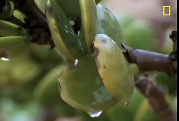 Snake Hunts a Lizard - Luke Lonergan