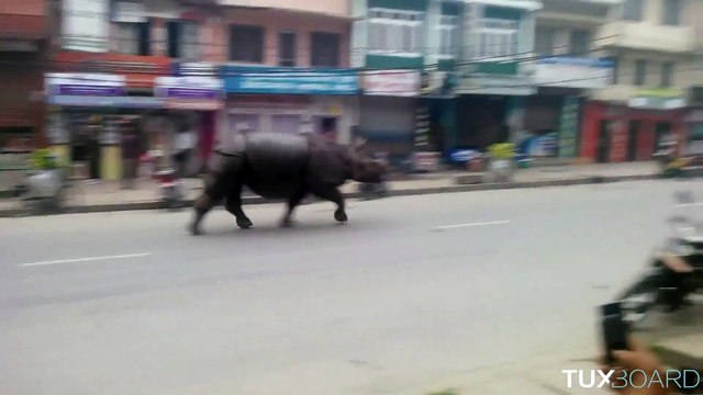 Un rhinocéros lâché dans une ville, la promotion de trop pour un parc d'attraction !