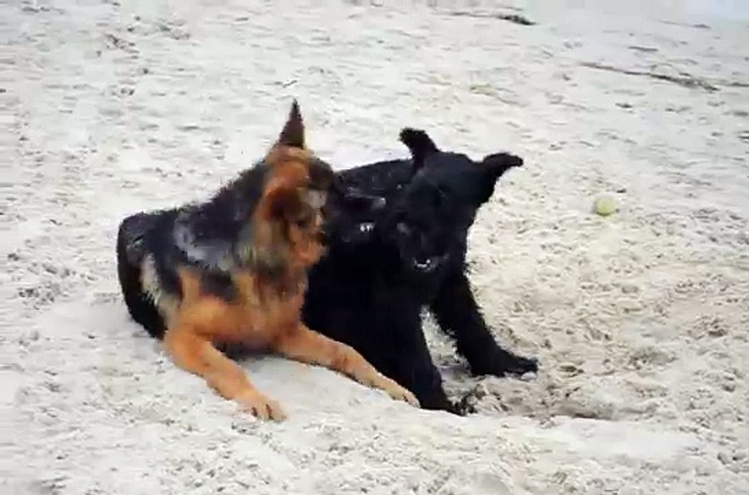 Giant Schnauzer and German Shepherd puppies playing