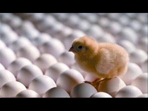 POULTRY LAYERS FEED FORMULA BY DR.ASHRAF SAHIBZADA
