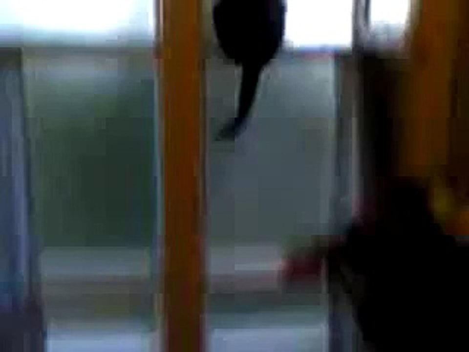 chat aboie