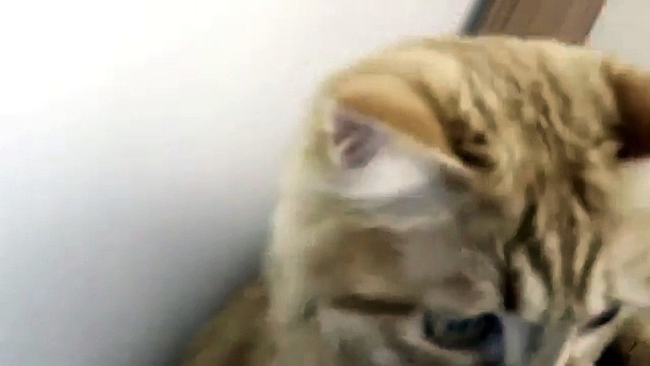 chat tuyau aspirateur
