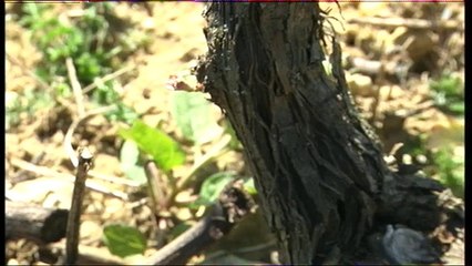 Sans Détour - Les vignes pensent leurs blessures