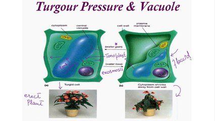 Turgour Pressure & Vacuole/ Sclerenchyma Cells