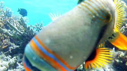 Stunning Sea Animals Highlight Need for Big-Picture Management | One-Minute Dive with Pew