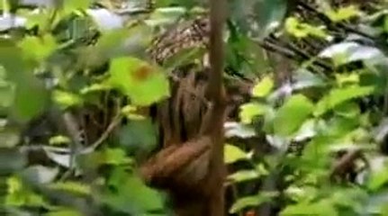 Territorial Tiger fight. Charger reigns comes to an end. Tiger fight often in the wild.