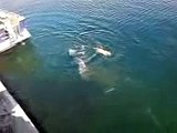 Tory island dolphin swimming with dog