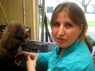 CIM Formación - Corte de uñas de perro pigmentadas