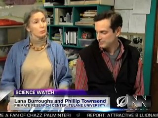 Scientists Successfully Teach Gorilla It Will Die Someday